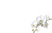 50  Florist Cards - Blank White Orchid