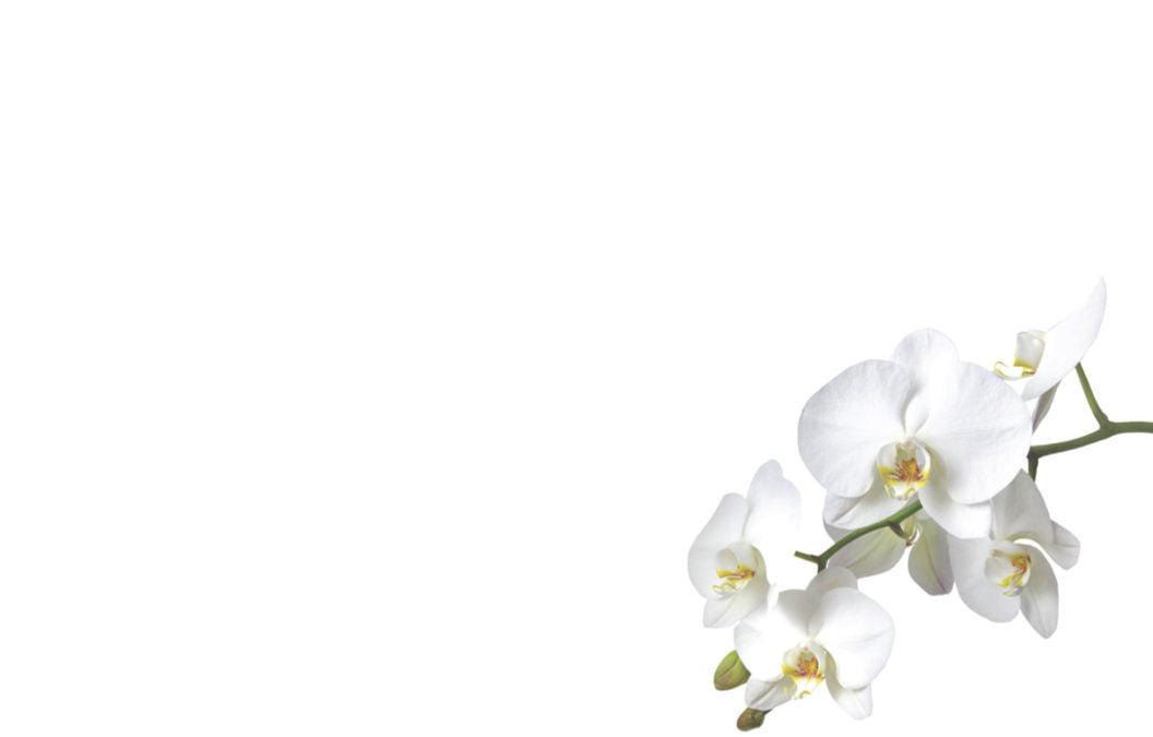 50  Florist Cards - Blank White Orchid