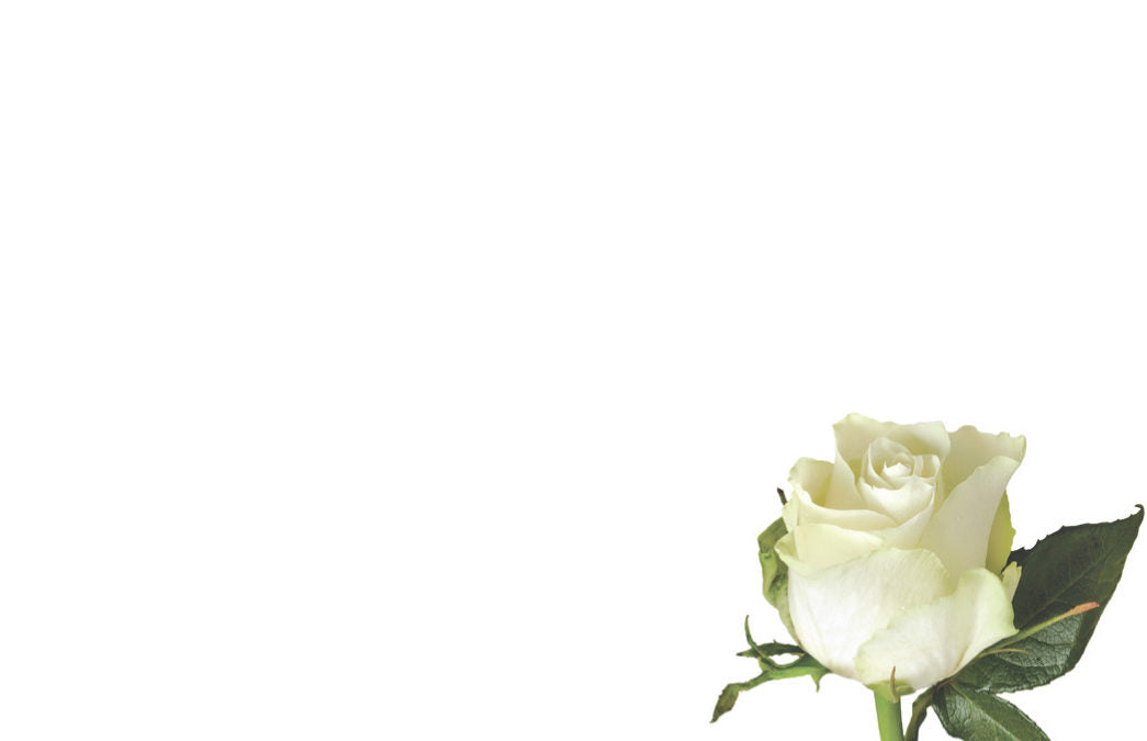 50  Florist Cards - Blank White Rose