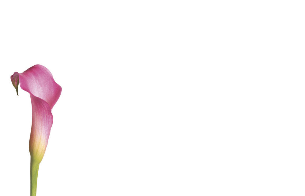 50  Florist Cards - Blank Pink Calla Lily