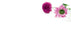 50  Florist Cards - Blank Pink Flowers