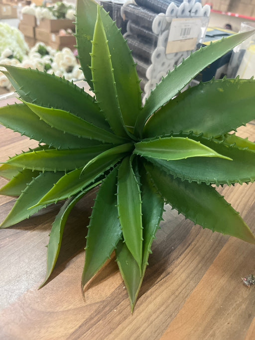 29cm head size, aloe Vera succulent short stem