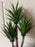 Three stem succulent