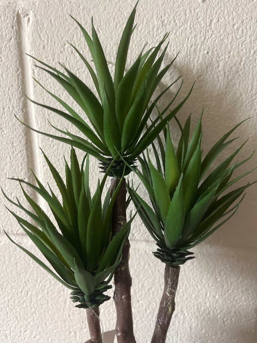 Three stem succulent