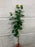 82cm green eucalyptus stem with sedum tops