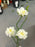 53cm Wild Rose Spray Cream