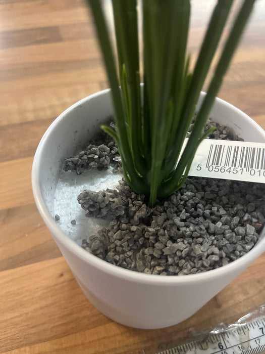 50cm Monstera Plant in White Pot MAY HAVE LOOSE STONES