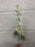 60cm Ivory delphinium