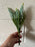 4 Stem Muscari Flower Bundle x 28cm - light blue