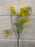 Single stem yellow babies breath 65cm