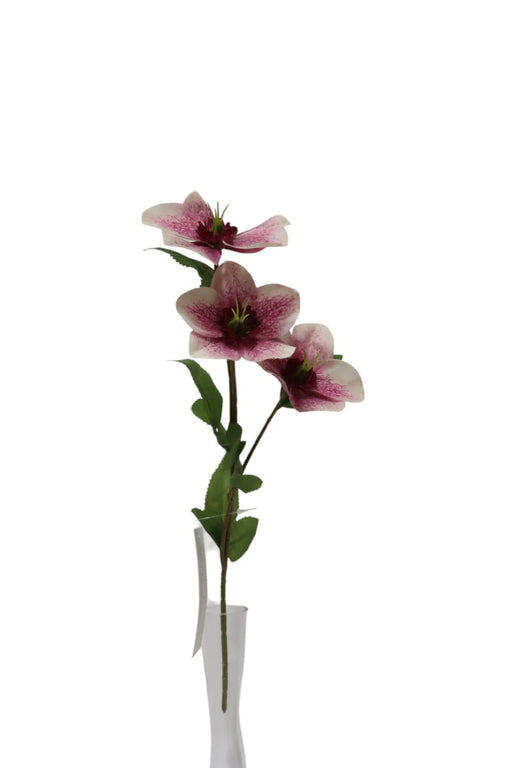 Helleborus Flower Spray - 38cm long with 3 heads -  Pink/White
