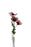 Helleborus Flower Spray - 38cm long with 3 heads -  Pink/White
