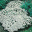 ALYSSUM Snow Cloth Seeds