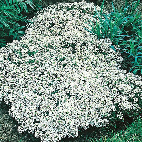 ALYSSUM Snow Cloth Seeds