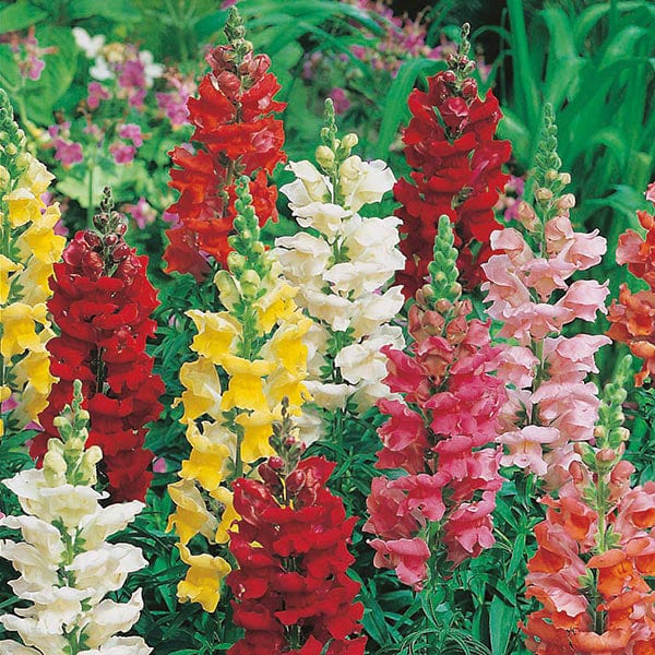 ANTIRRHINUM Rust Resistant Mix Seeds
