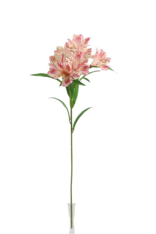 Alstromeria Spray -  Pink (5 heads, 80cm long)
