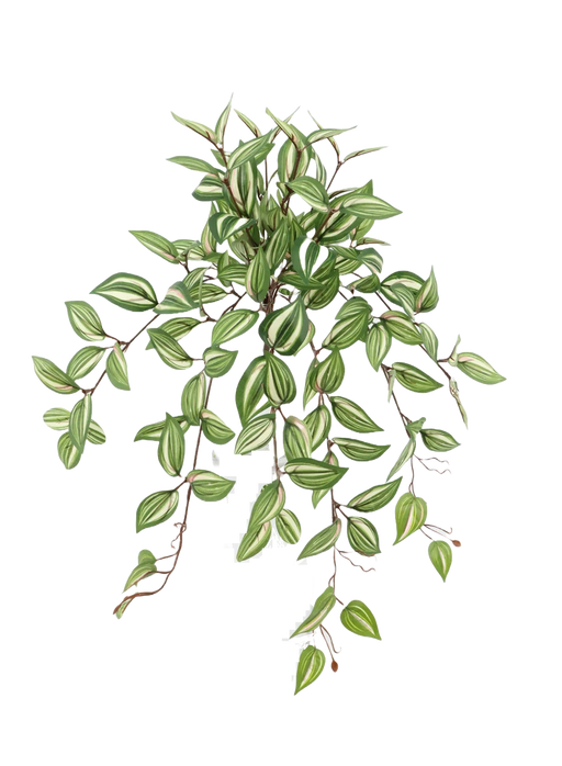 Tradescantia Hanging Bush - Green/Red (57cm long)