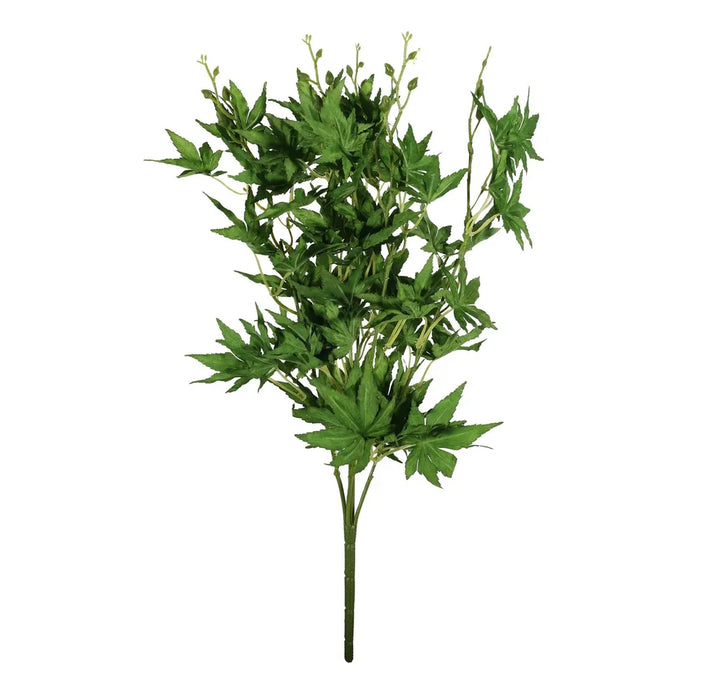 Acer Palmatum Bush - Green