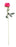 Arundel Rose Stem x 55cm - Cerise