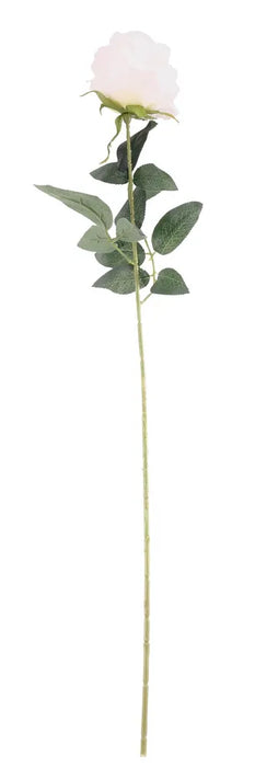 Arundel Rose Stem x 55cm - Cream