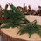 Asparagus Fern - 12 Short Stems Per Bag
