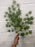 66cm Green acer branch