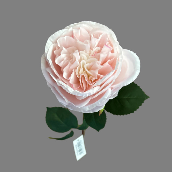 60cm Austin Rose - Light Pink