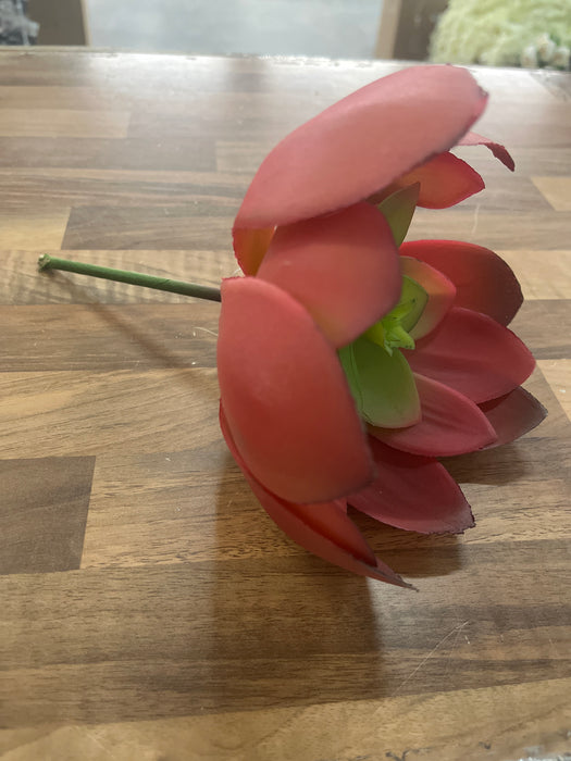 18cm head Large Red & Green Succulent short stem