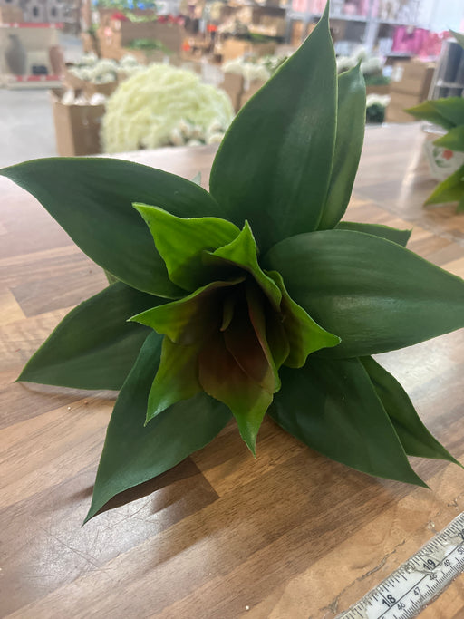 25cm head size, succulent short stem plant