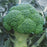 BROCCOLI Babilon Seeds F1