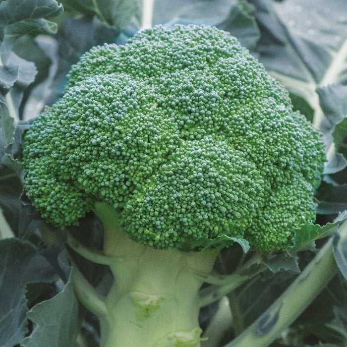 BROCCOLI Babilon Seeds F1
