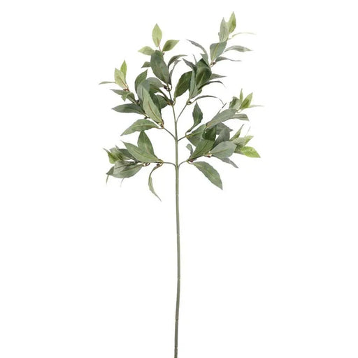 Bay Leaf Spray x 70cm
