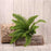Boston Fern Bush x 12 Leaves