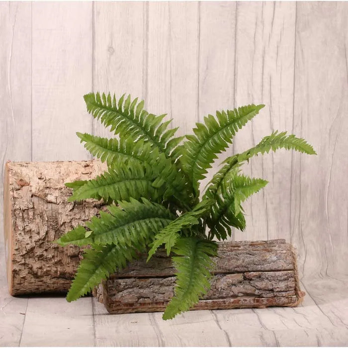 Boston Fern Bush x 12 Leaves