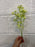 61cm babies breath lemon yellow discontinued