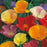 CALIFORNIAN POPPY Single Mix Seeds