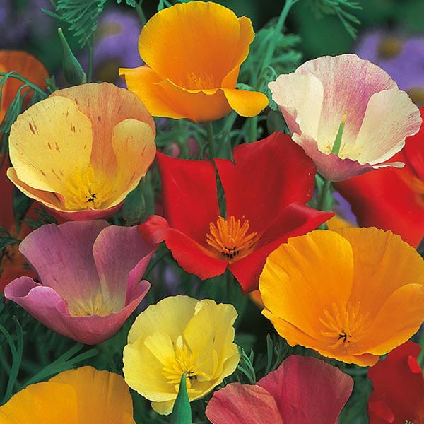 CALIFORNIAN POPPY Single Mix Seeds