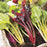 CHARD Bright Lights Seeds