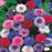CORNFLOWER Tall Mixed Seeds