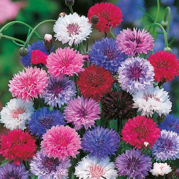 CORNFLOWER Tall Mixed Seeds