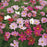 COSMOS Dwarf Sensation Mix Seeds