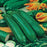 COURGETTE Seeds All Green Bush