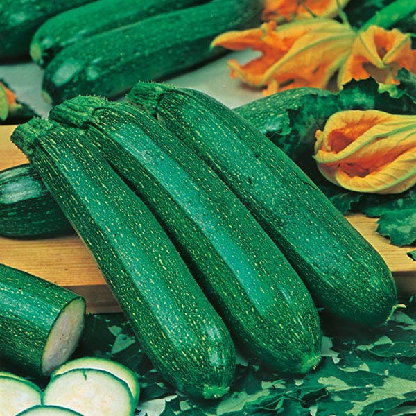 COURGETTE Seeds All Green Bush