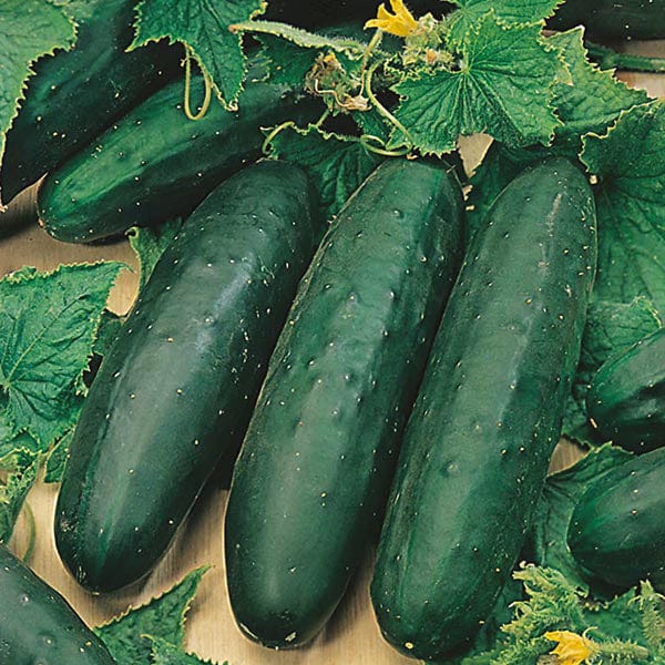 CUCUMBER Seeds Marketmore