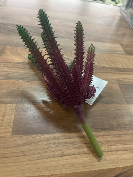 20cm Red & Green Succulent