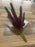 20cm Red & Green Succulent