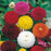 DAHLIA Pompon Mixed Seeds