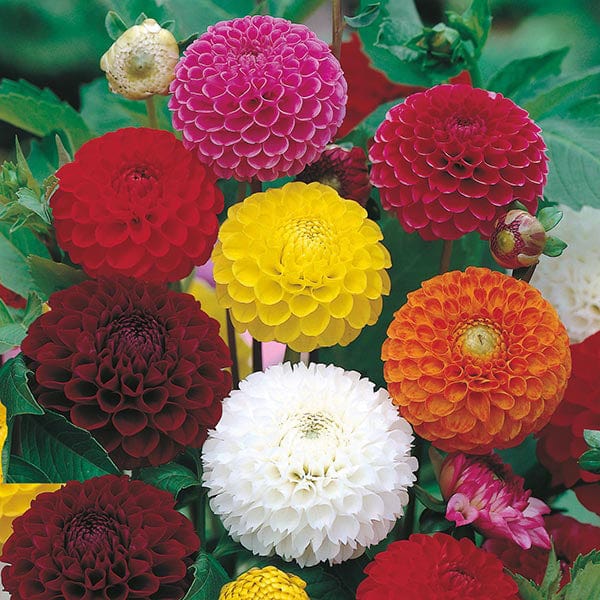 DAHLIA Pompon Mixed Seeds