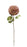 Dahlia Stem - Purple/Green  (74cm long, 14cm diameter)