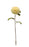 Dahlia Stem - Cream  (74cm long, 14cm diameter)